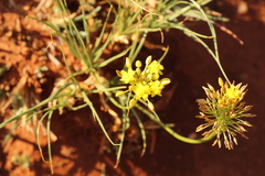 Bulbine capitata