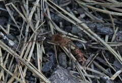 Hadrobunus maculosus