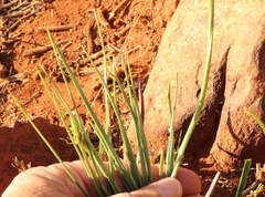 Bulbine capitata