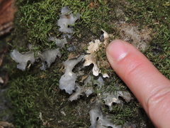 Pseudocyphellaria