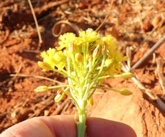 Bulbine capitata
