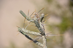 Cylindropuntia ramosissima