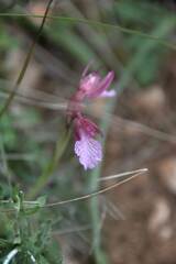 Anacamptis papilionacea