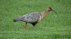 Theristicus melanopis