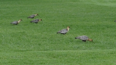 Theristicus melanopis