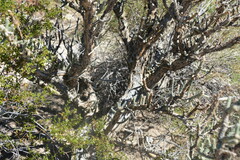 Cylindropuntia ramosissima