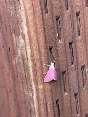 Pyrausta inornatalis
