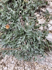 Achillea clavennae