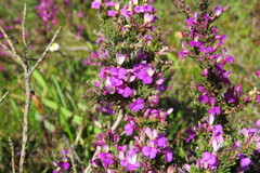 Muraltia macropetala