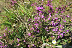 Muraltia macropetala