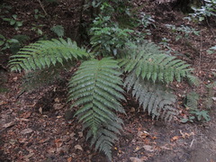 Cyathea smithii