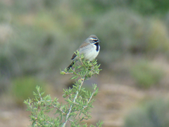 Amphispiza bilineata