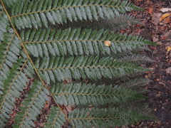Cyathea smithii