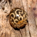 Sea-pumpkin Lady Beetle - Photo (c) Cecile Roux, some rights reserved (CC BY-NC), uploaded by Cecile Roux