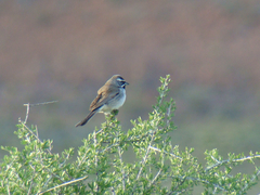 Amphispiza bilineata