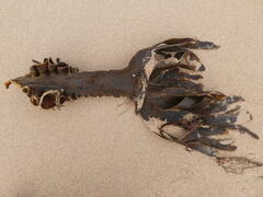 Saccorhiza polyschides