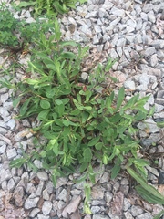 Polygonum arenastrum