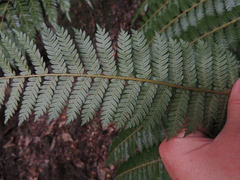 Cyathea smithii
