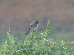 Amphispiza bilineata