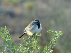 Amphispiza bilineata
