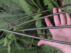 Pseudopanax crassifolius