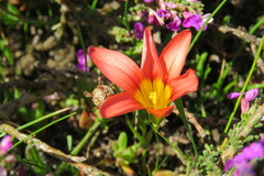 Romulea hirsuta