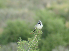 Amphispiza bilineata