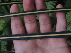 Pseudopanax crassifolius