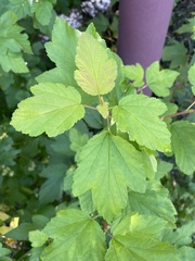 Physocarpus opulifolius