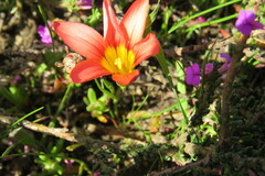 Romulea hirsuta