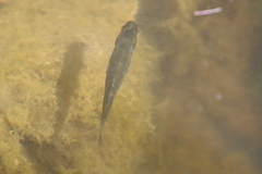 Hypseleotris