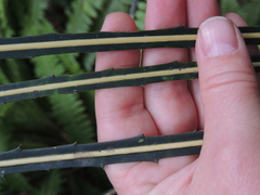 Pseudopanax crassifolius