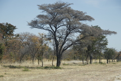 Combretum