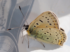 Lycaena