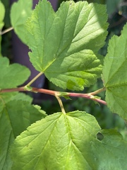 Physocarpus opulifolius