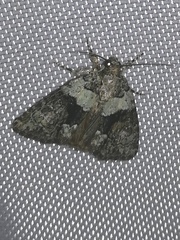 Bryophilinae