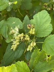 Physocarpus opulifolius