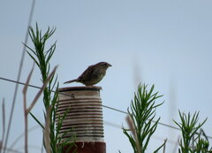 Ammodramus humeralis