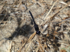 Diplacodes lefebvrii