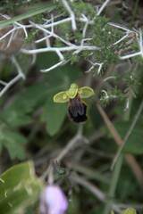 Ophrys