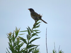Embernagra platensis