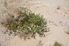 Mirabilis