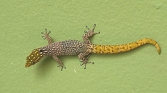 Sphaerodactylus homolepis