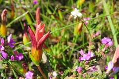 Romulea hirsuta
