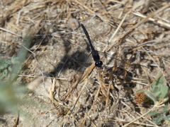 Diplacodes lefebvrii