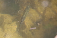 Hypseleotris