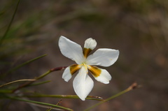 Aristea teretifolia