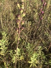 Liatris ligulistylis
