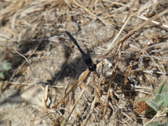 Diplacodes lefebvrii