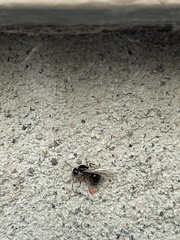 Camponotus herculeanus